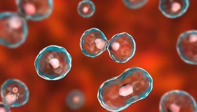 Hành Trình Của Trứng – Từ Buồng Trứng Đến Sự Sống